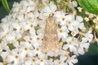 Nomophila noctuella