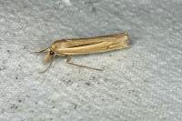 Ancylolomia tentaculella