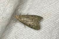 Aphomia sociella