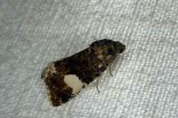 Tyta luctuosa