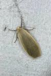 Collita griseola