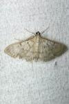 Patania ruralis