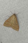 Ostrinia nubilalis