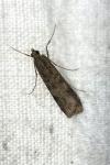 Nomophila noctuella