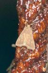 Lacanobia oleracea