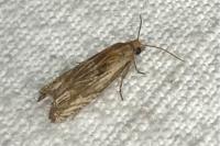 Eucosma