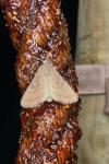 Lacanobia oleracea