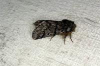Thaumetopoea pityocampa