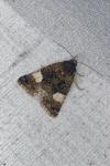 Tyta luctuosa