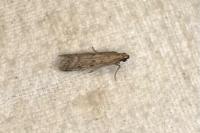 Phycitodes inquinatella