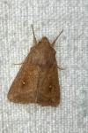 Mythimna albipuncta