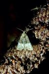 Mesoligia furuncula