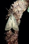 Peridroma saucia