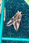 Autographa gamma
