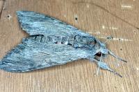 Agrius convolvuli