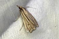 Ancylolomia tentaculella