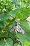 Agrius convolvuli