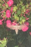 Agrius convolvuli