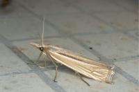 Ancylolomia tentaculella