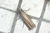 Ancylolomia tentaculella