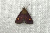 Pyrausta aurata