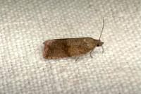 Celypha striana