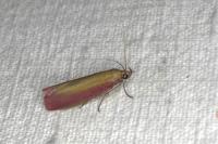 Oncocera semirubella