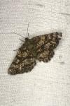 Ematurga atomaria