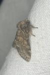 Gluphisia crenata