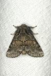 Gluphisia crenata