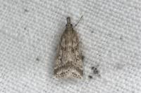 Eudonia pallida