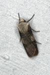 Agrotis puta