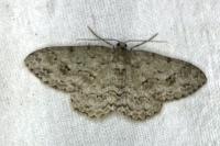 Ectropis crepuscularia