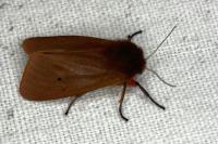 Phragmatobia fuliginosa