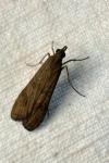 Nomophila noctuella