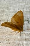 Lasiocampa quercus