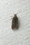 Hofmannophila pseudospretella