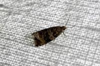 Celypha lacunana