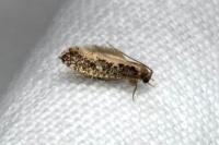 Monopis crocicapitella