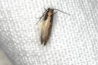 Monopis crocicapitella