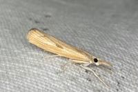 Agriphila inquinatella