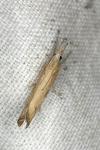 Agriphila inquinatella