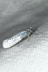 Yponomeuta evonymella
