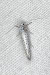 Yponomeuta evonymella