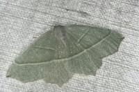 Campaea margaritaria