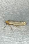 Eilema caniola