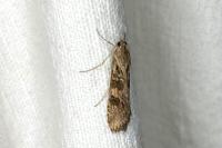 Nomophila noctuella