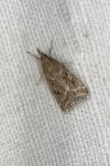Eudonia pallida