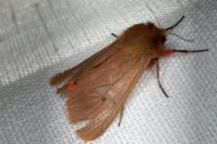 Phragmatobia fuliginosa