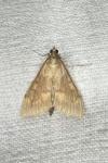 Ostrinia nubilalis